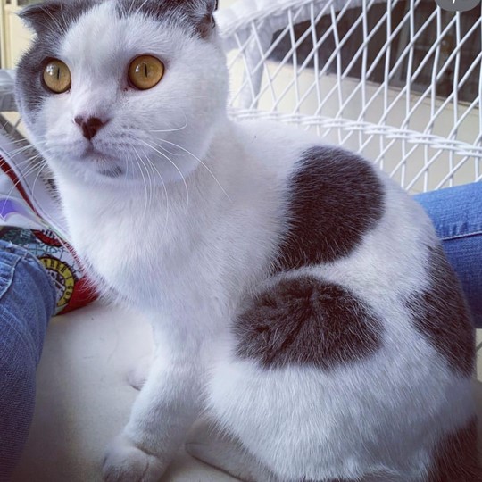Totoro cat lost 4 October